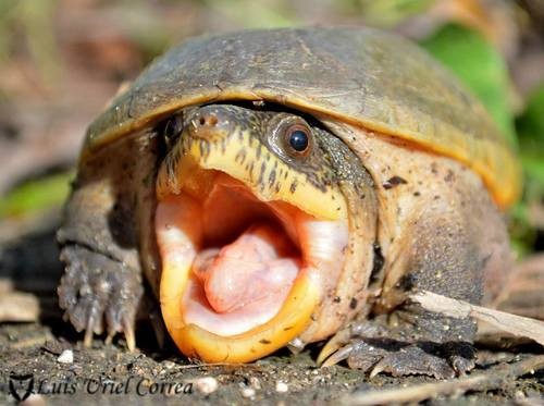 Narrow-bridged musk turtle (Claudius angustatus)