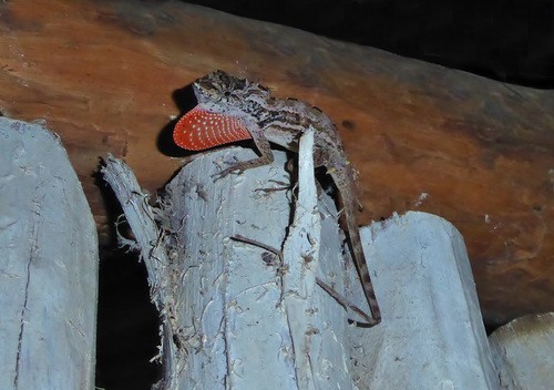 Anolis fantasma (Anolis lemurinus)