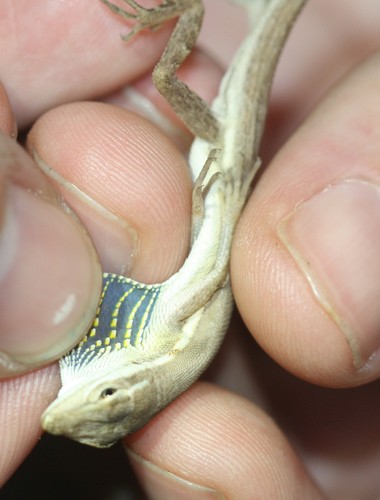 Grass anole (Anolis auratus)