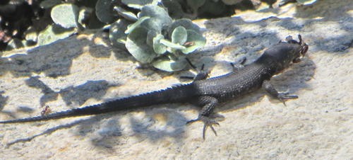 Blue-spotted girdled lizard (Ninurta coeruleopunctatus)