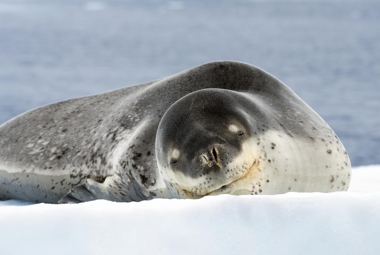 Leopard seal (Hydrurga)
