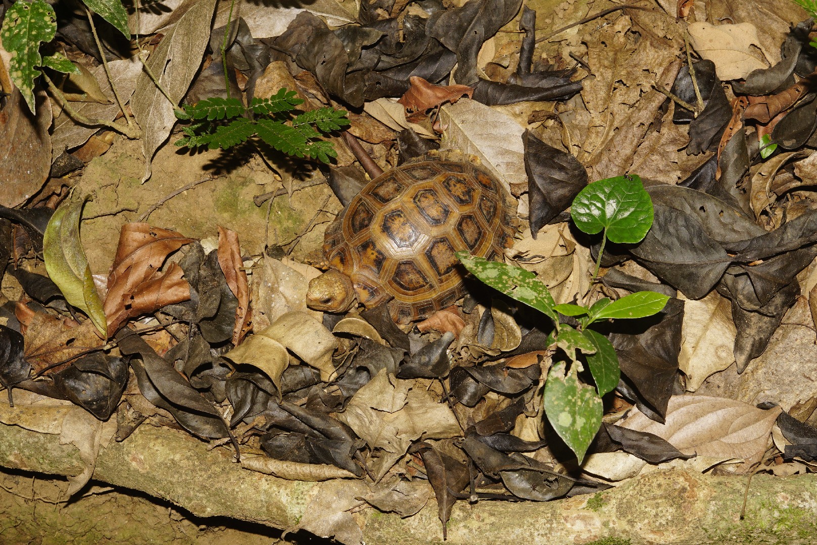 South asian tortoises (Indotestudo)