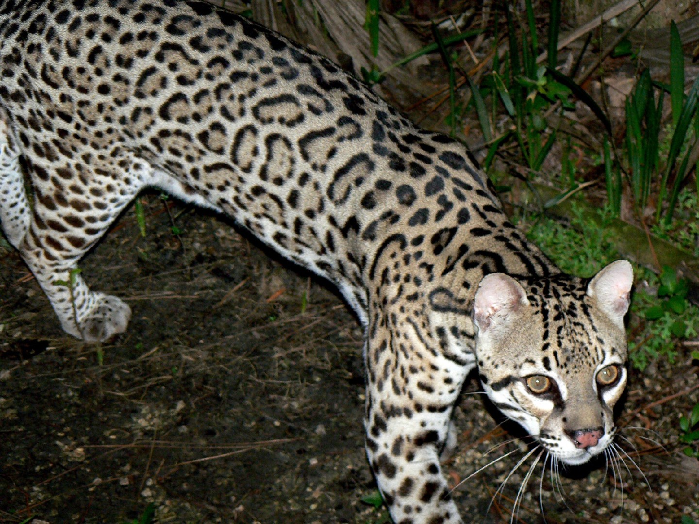 American spotted cats (Leopardus)
