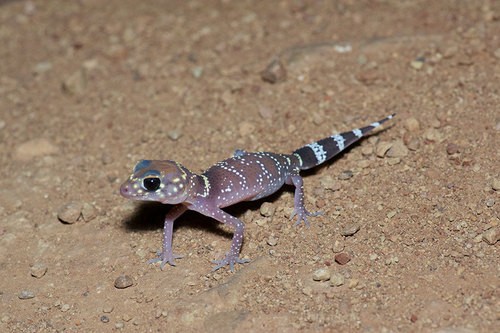 Australian barking geckos (Underwoodisaurus)