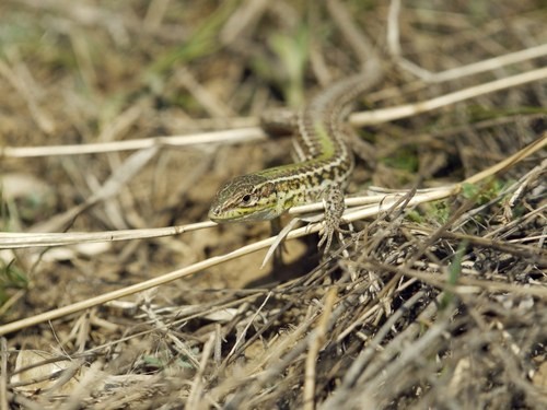Balkan wall lizard (Podarcis tauricus)