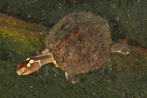 Vietnamesische pfauenaugen-wasserschildkröte (Sacalia quadriocellata)