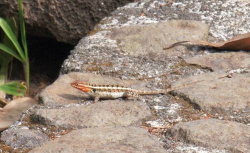 Lagartija espinosa de tabasco (Sceloporus teapensis)