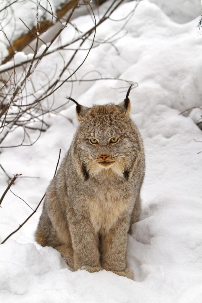 Lynx (Lynx)