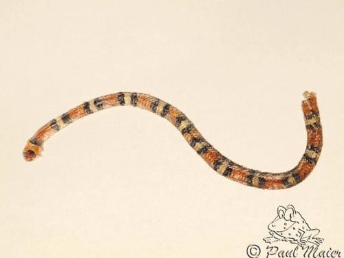 Scarlet snake (Cemophora coccinea)