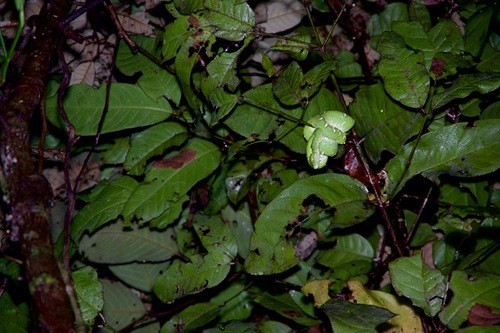 Neotropical tree boas (Corallus)