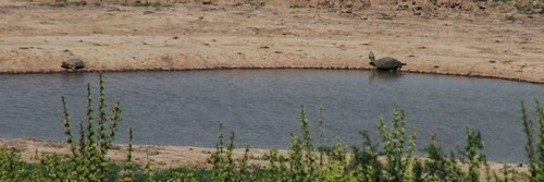 Starrbrust-pelomedusen (Pelomedusa)