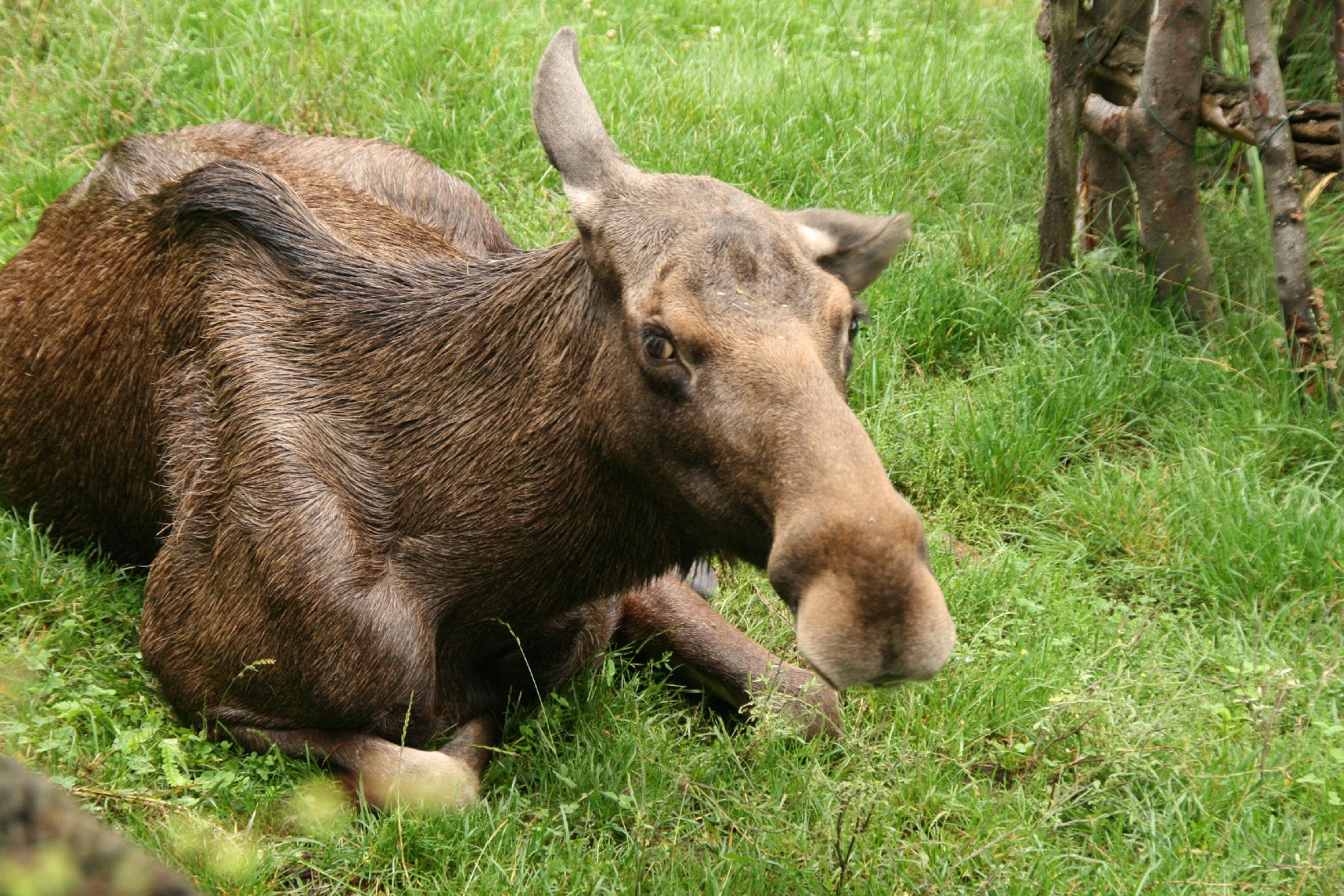 lan Alces Alces Picture Nature lan Alces Alces Picture Nature