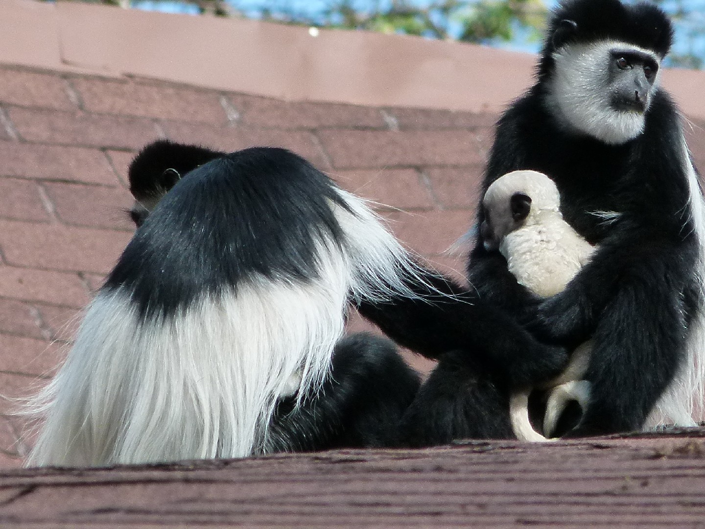 Black-and-white colobuses (Colobus)