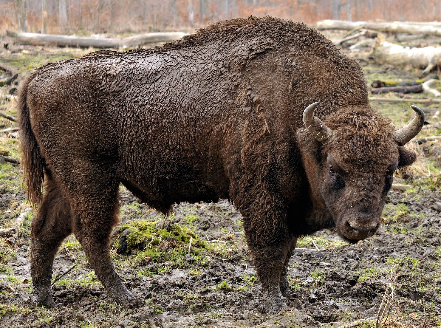 Buffalo (Bison)