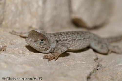 Sceloporus merriami merriami (Sceloporus merriami merriami)