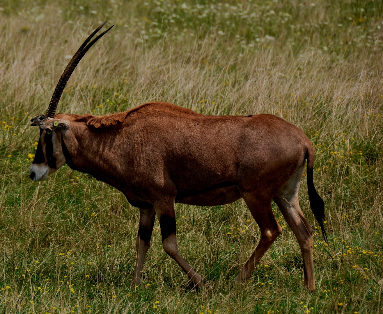 オリックス属 (Oryx)