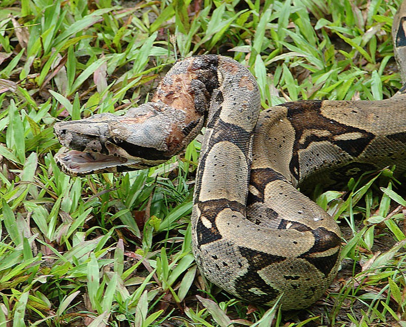 Mazacuatas (Boa)