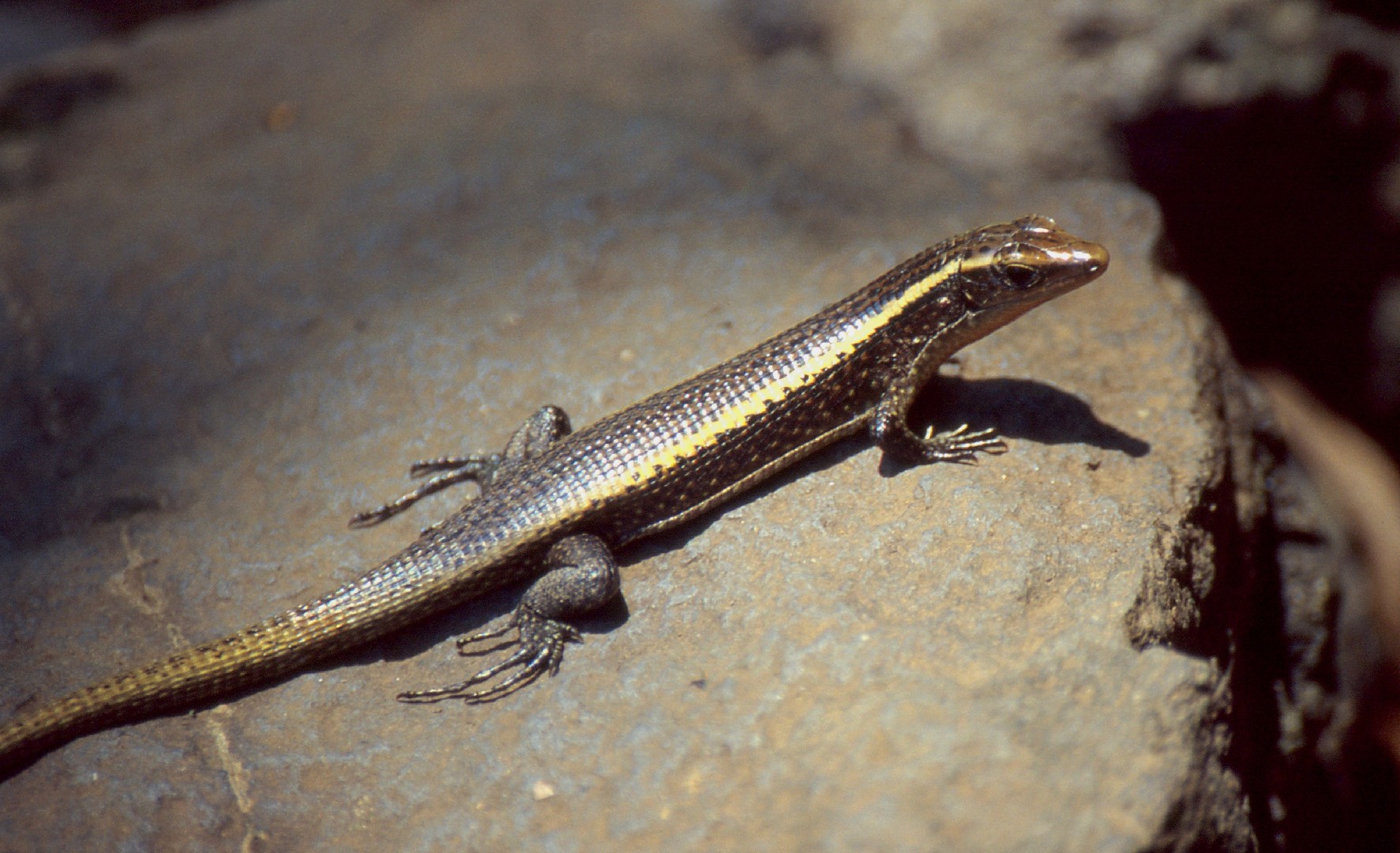 Madagascar girdled lizard (Zonosaurus madagascariensis)