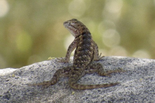 Lagartija espinosa de puntos gemelos (Sceloporus bimaculosus)