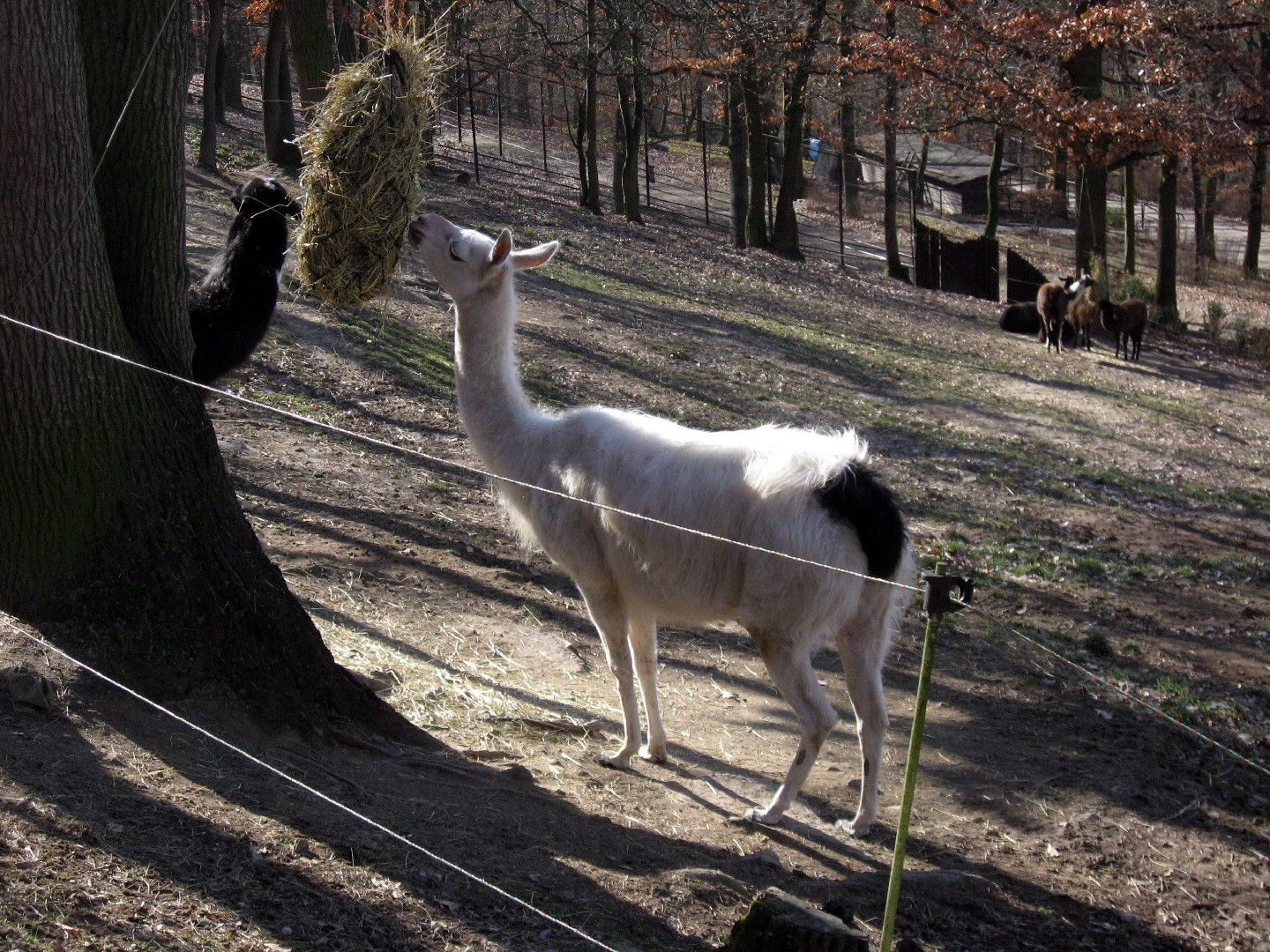 Llama y guanaco (Lama)