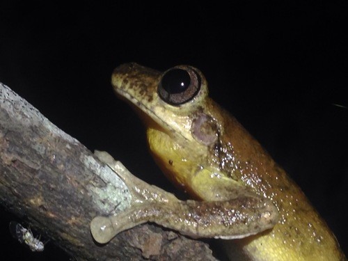 Tyler's tree frog (Litoria tyleri)
