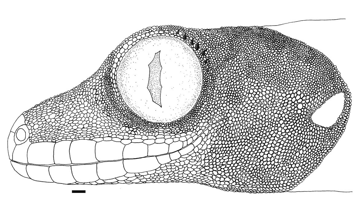 Cuijas cola de nabo (Thecadactylus)