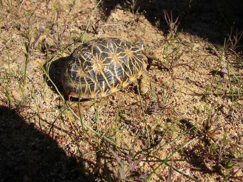 South african star tortoises (Psammobates)