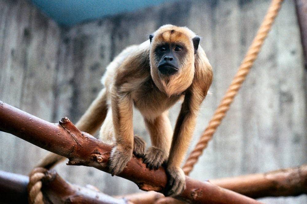 Monos aulladores o saraguatos (Alouatta)