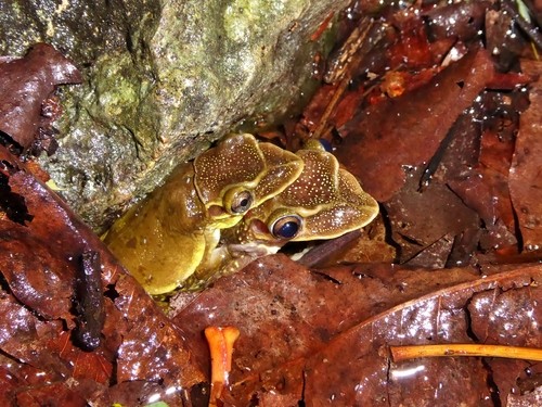 Yucatán casque-headed tree frog (Triprion petasatus)