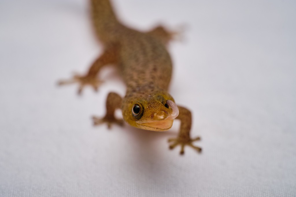Difficult least gecko (Sphaerodactylus difficilis)
