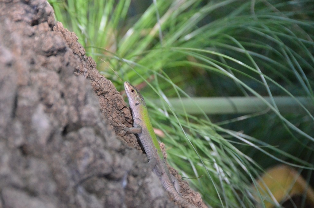 Podarcis siculus siculus (Podarcis siculus siculus)
