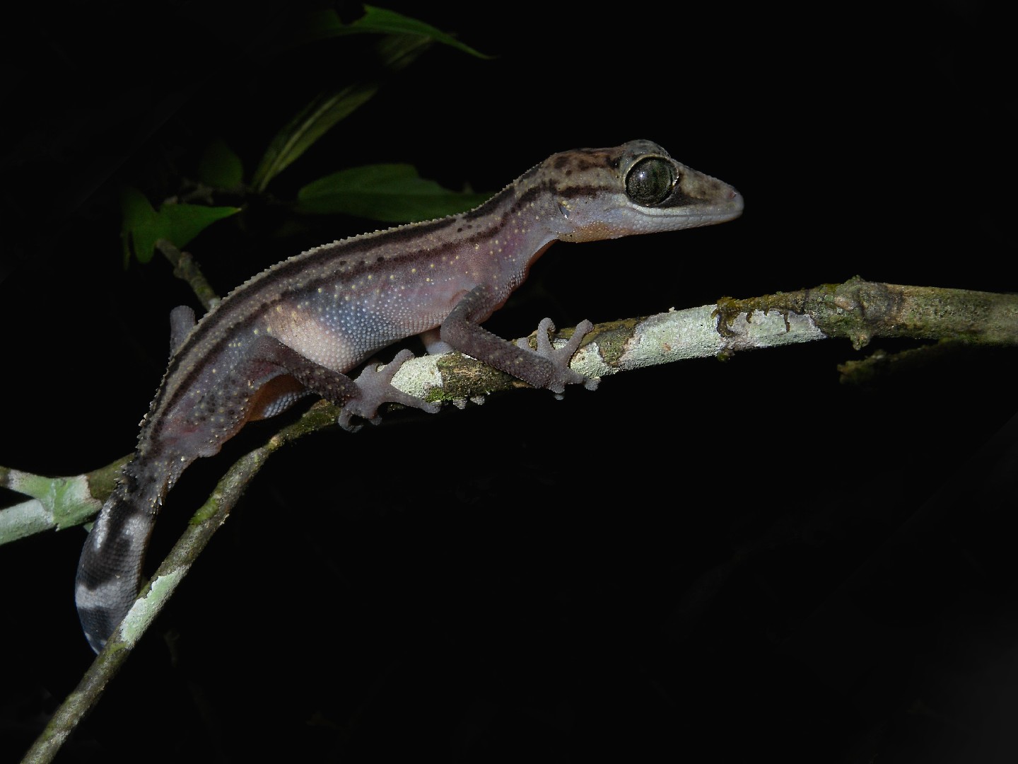 Madagascar ground gecko (Paroedura)