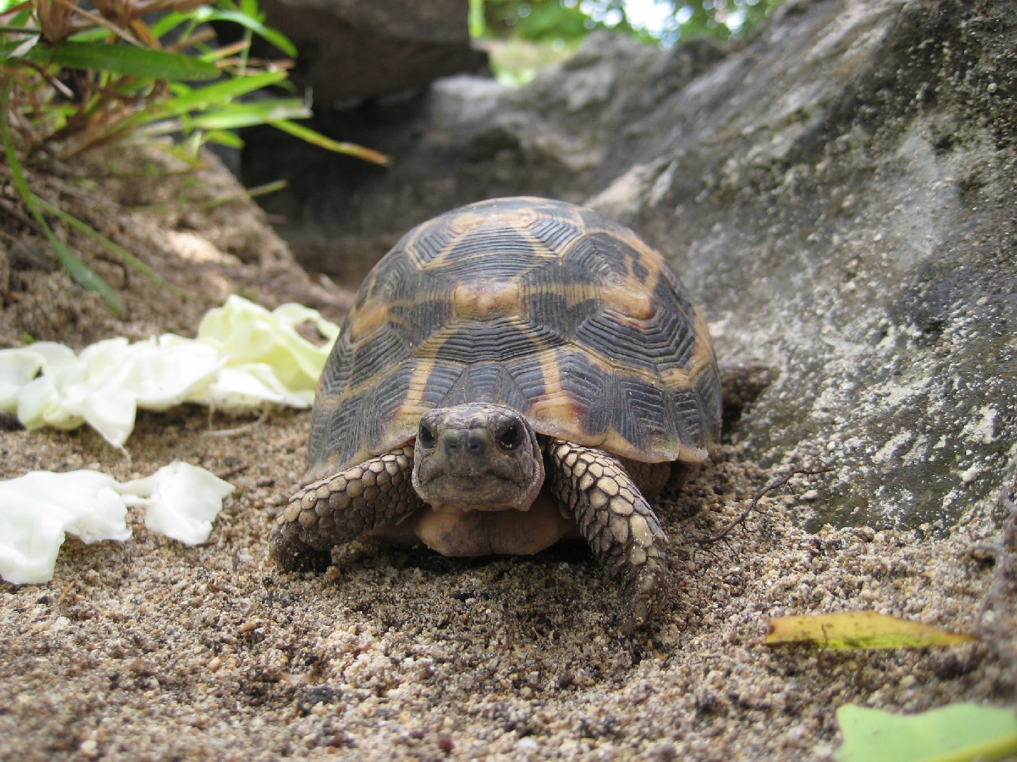 Flat-backed spider tortoise (Pyxis planicauda)