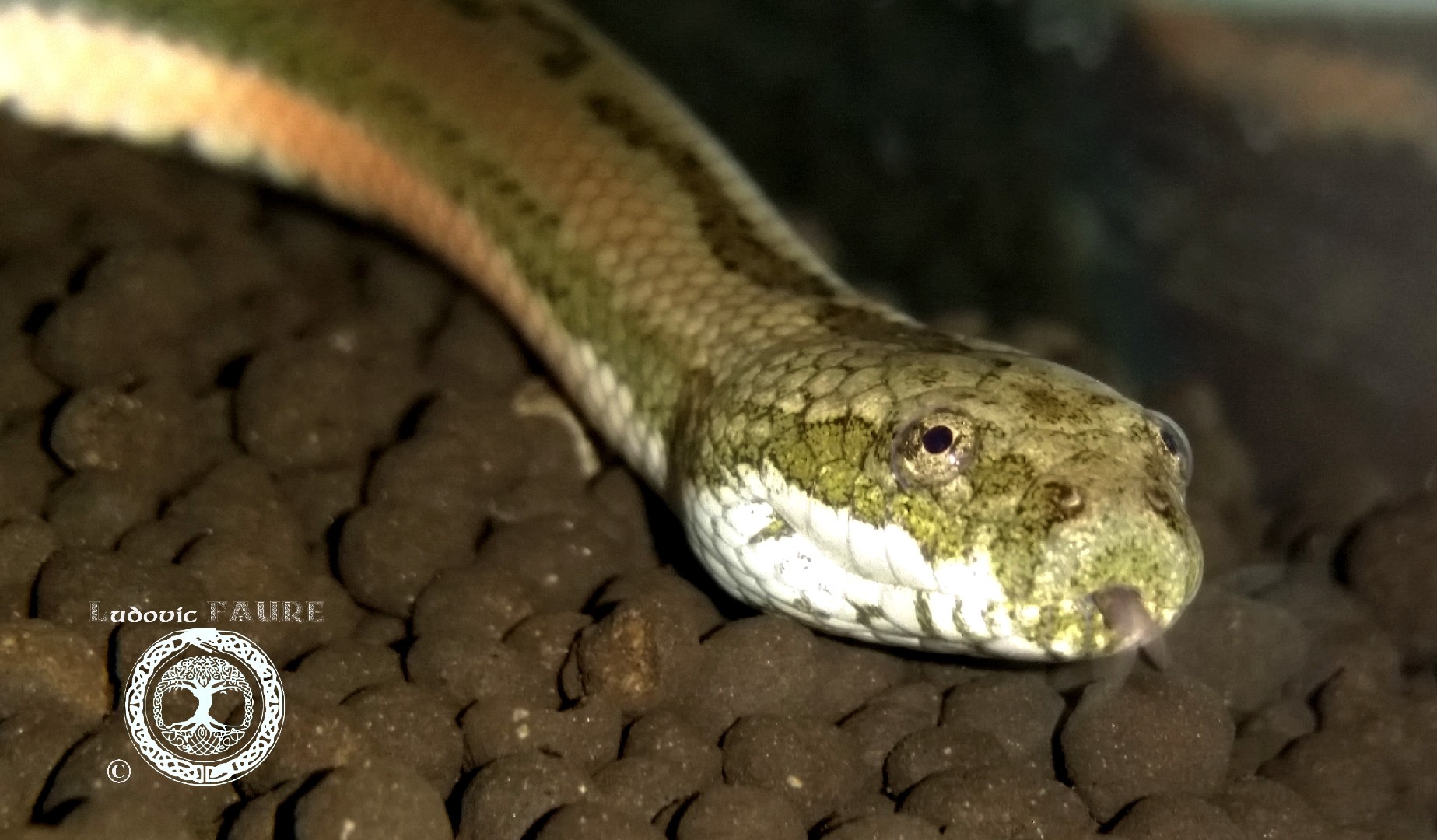 Tang water snake (Myrrophis chinensis)