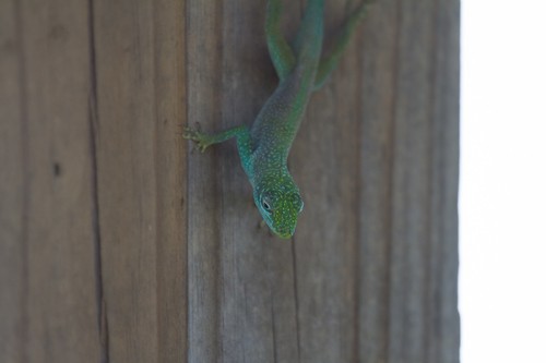 Cayman blue-throated anole (Anolis conspersus)