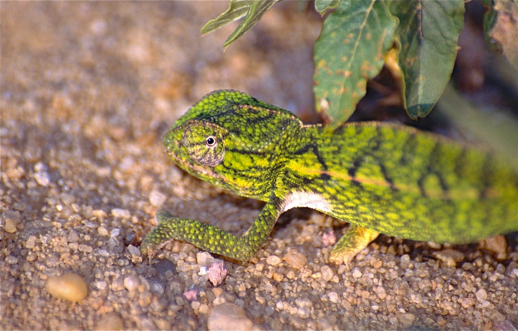 Carpet chameleon (Furcifer lateralis)