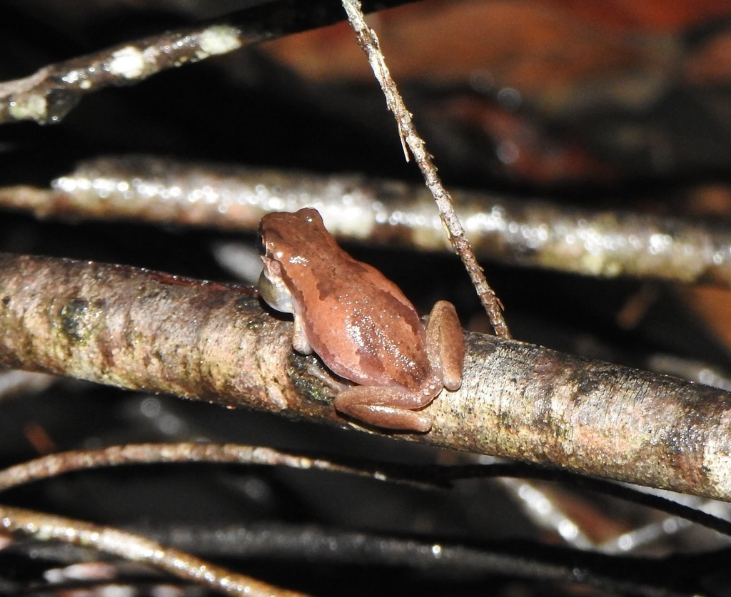Bleating tree frog (Litoria dentata)