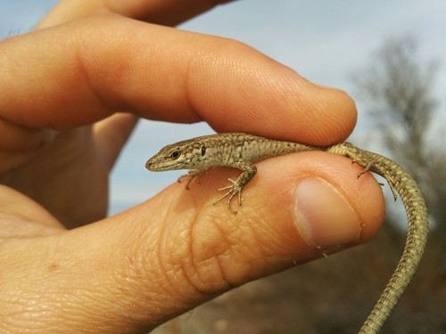 Katalanische mauereidechse (Podarcis liolepis)