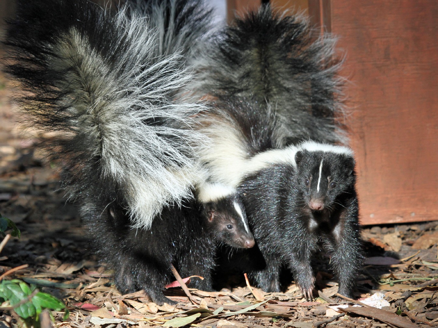 Hooded skunks (Mephitis)