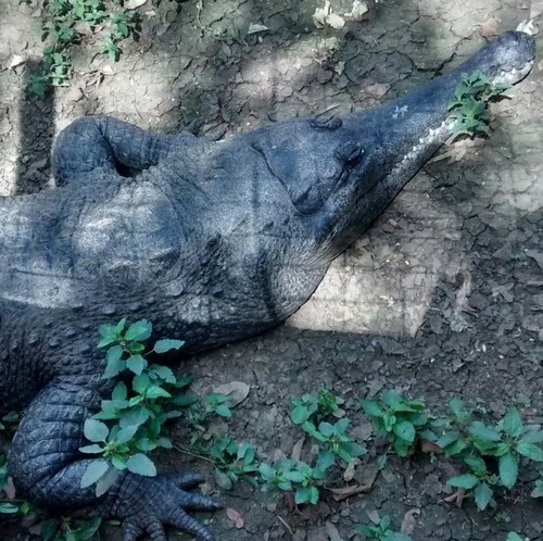 Subwater crocodile (Mecistops cataphractus)