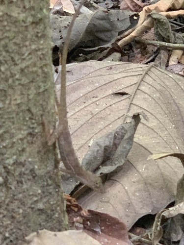 Osa peninsula anole (Anolis osa)