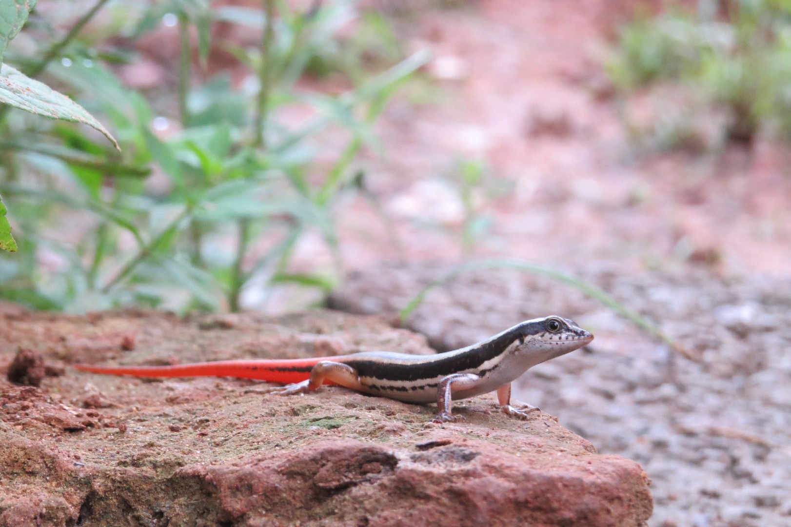 Dussumier's forest skink (Sphenomorphus dussumieri)