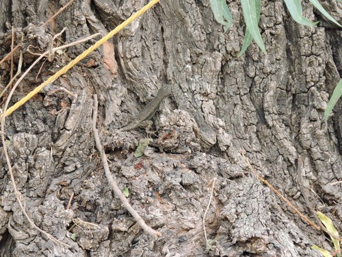 Lagartija de barda de la cuenca de méxico (Sceloporus palaciosi)