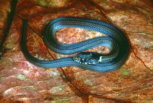 Olive grass snake (Natriciteres olivacea)