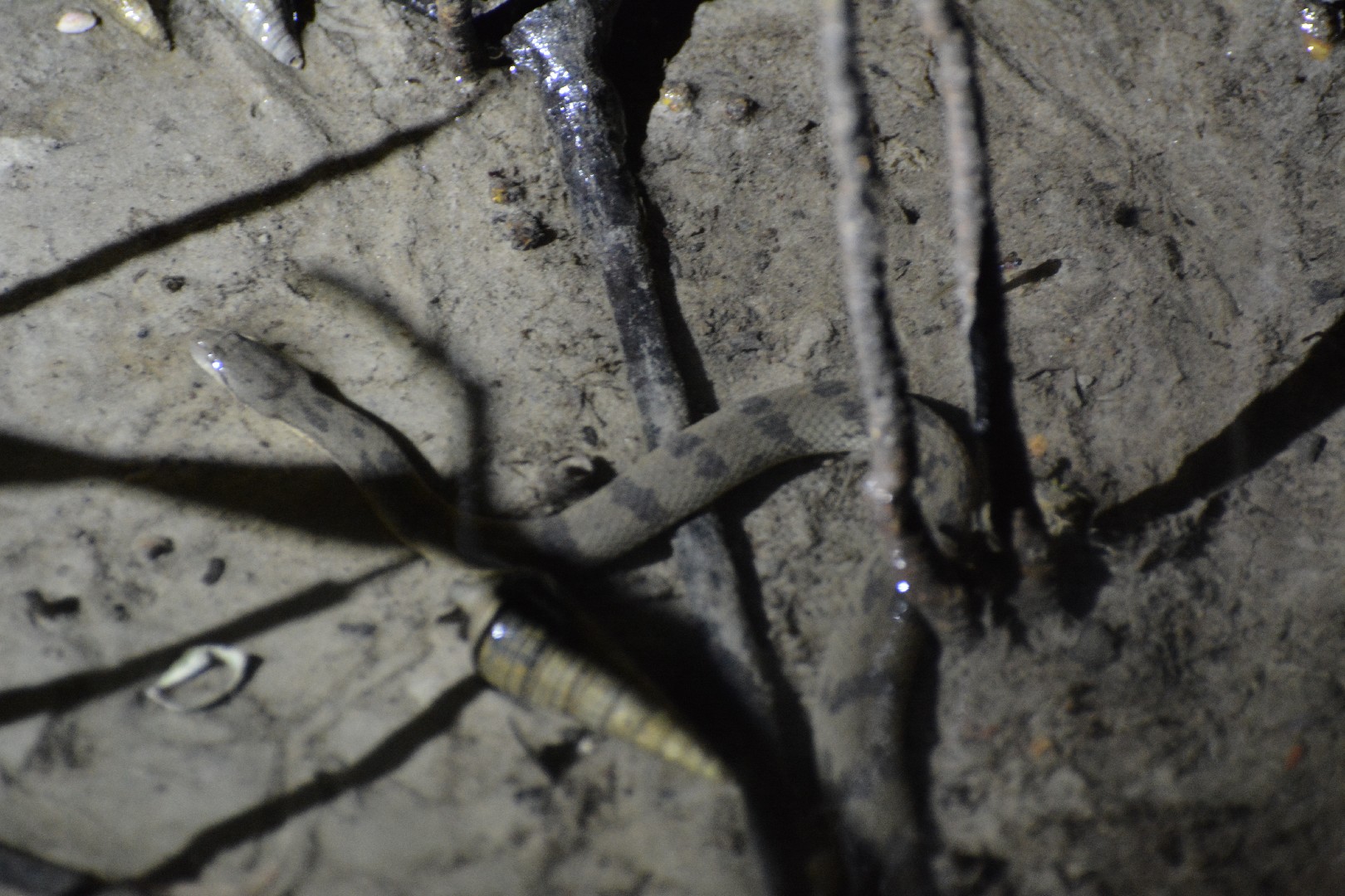 Dog-faced water snakes (Cerberus)