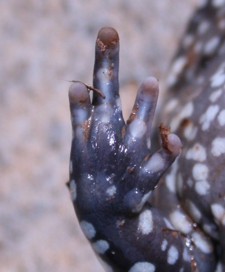 Dermatonotus (Dermatonotus)