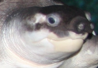 Tortuga nariz de cerdo (Carettochelys insculpta)