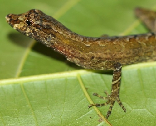 Amazon bark anole (Anolis ortonii)