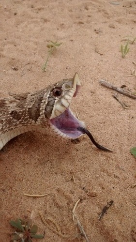 Mexican hognose snake (Heterodon kennerlyi)