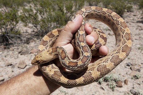 Gopher snakes (Pituophis)